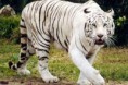 /album/fotogaleria-animales/images-3-jpg/